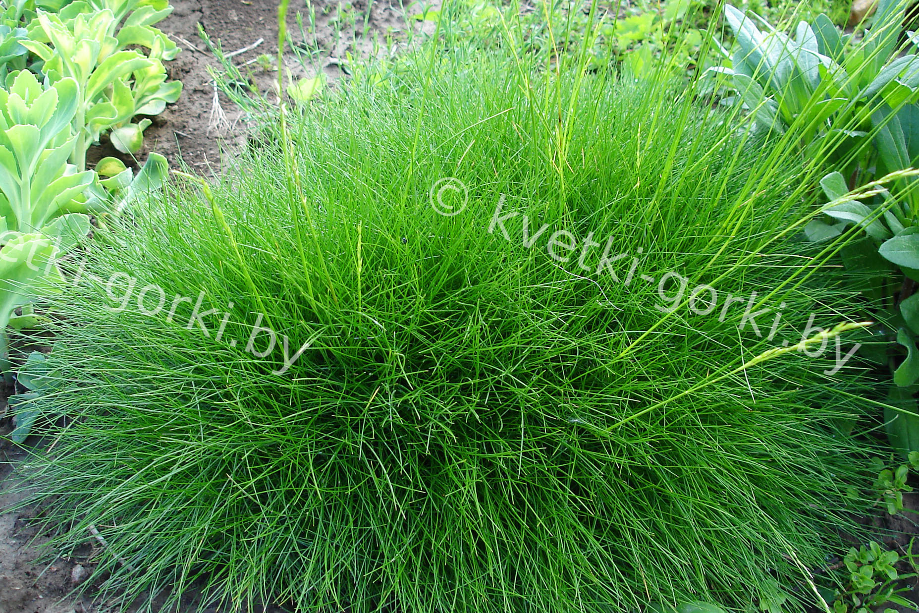 Овсяница Готье, или Скопария, Festuca scoparia = F. gautieri · Кветки Горки